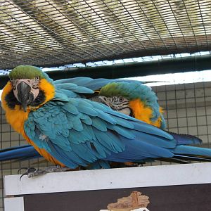 Blue and gold macaws