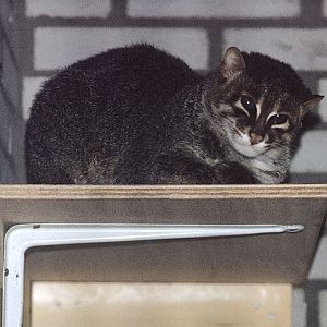 Flat-headed cat 1974