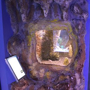 Aquarium Blind cave fish