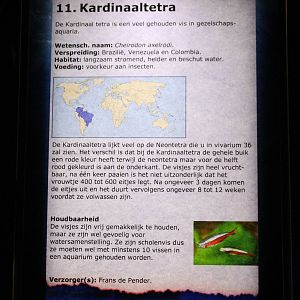 Sign Cheirodon axelrodi