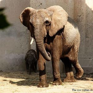 Jingjing the African elephant and her baby