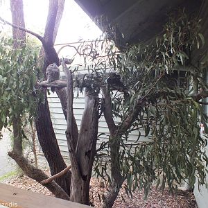 Tawny Frogmouth Enclosure