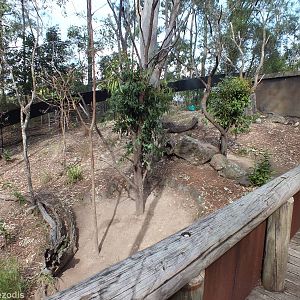Koala Enclosure