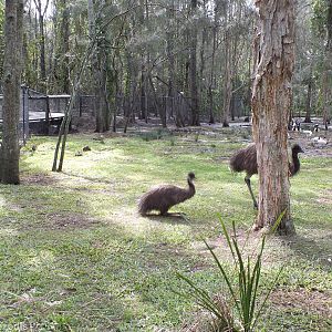 Emus in Walkthrough Enclosure