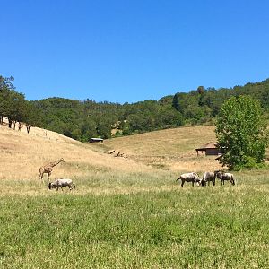 Giraffe and Wildebeest - Africa Section
