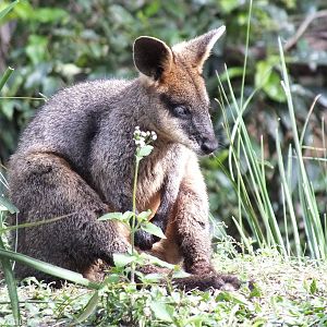Swamp Wallaby