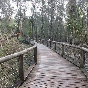 Boardwalk Through Wetlands Area