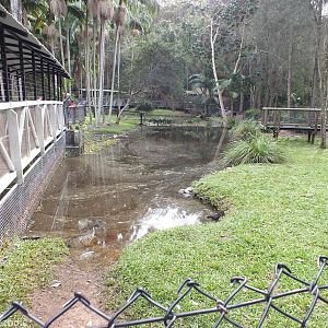 Saltwater Crocodile Enclosure