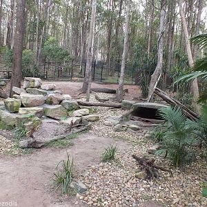 Dingo Enclosure