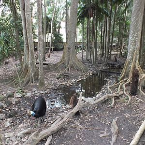 Cassowary Enclosure