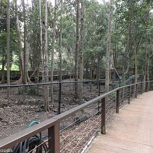 Pathway Along the Side of the Cassowary Enclosure