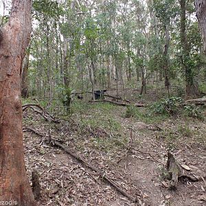 Woodland Area with Free-roaming Red-legged Pademelons