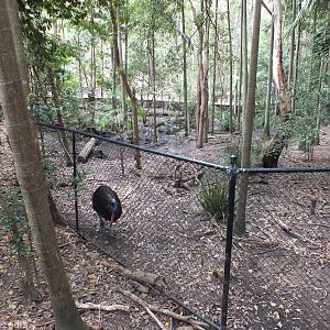 Cassowary Enclosure