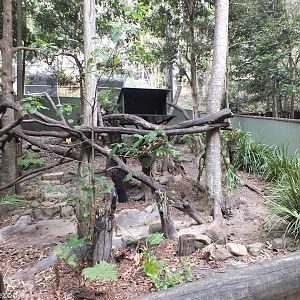 Temporarily Empty Lumholtz Tree Kangaroo Enclosure