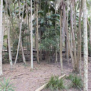 Cassowary Enclosure