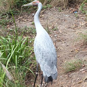 Brolga