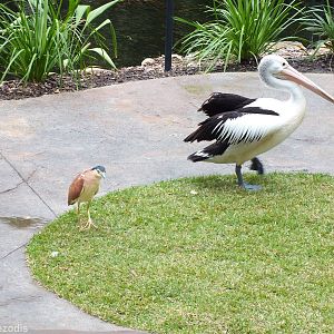 Australian Pelican and Wild Nankeen Night Heron in Bird Show