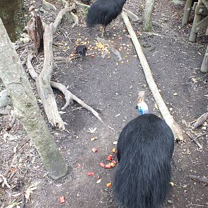 Cassowaries Being Fed (and wild Brush Turkey)