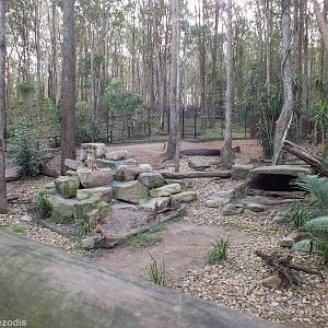 Dingo Enclosure