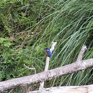 Wild Azure Kingfisher