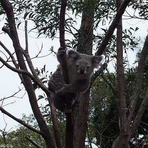 Koala