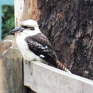 Wild Laughing Kookaburra