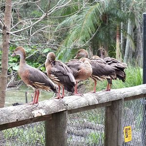 Plumed Whistling Ducks