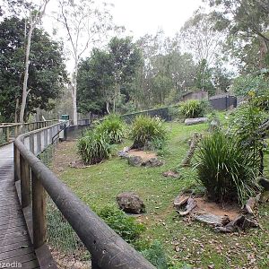 Bridled Nailtail Wallaby Enclosure
