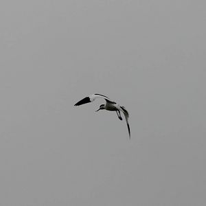 Pied avocet