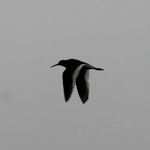 Oystercatcher