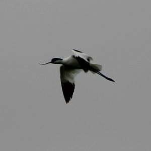 Pied avocet
