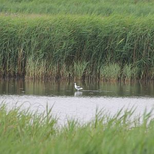 Pied avocet