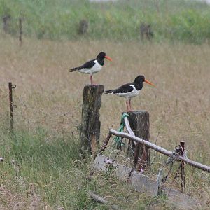 Oystercatchers