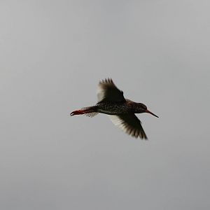 Redshank