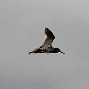 Redshank