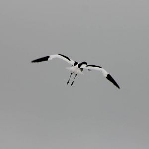 Pied avocet
