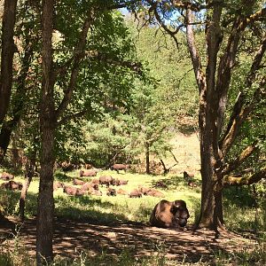 Bison - Americas Section