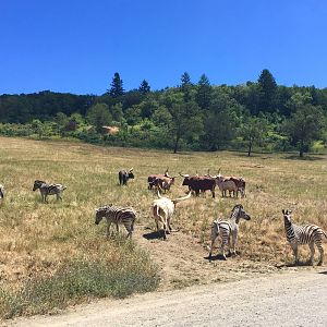 Plains Zebra and Cattle - Africa Section