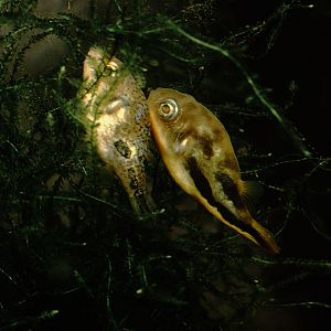 Malabar dwarf puffers spawning in Java moss