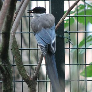 Azure-winged magpie