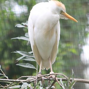 Cattle egret