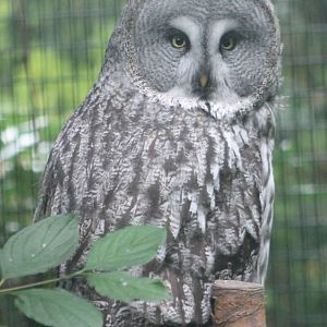 Great grey owl