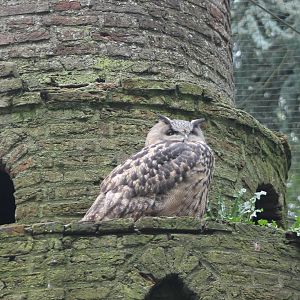 European eagle owl