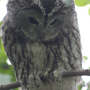Tawny owl