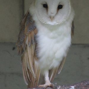 Barn owl