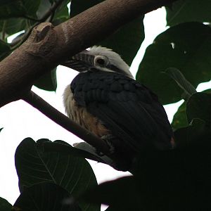 Tarictic hornbill