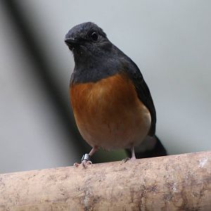 White-rumped shama
