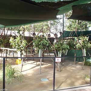 Photograph With Koala Area