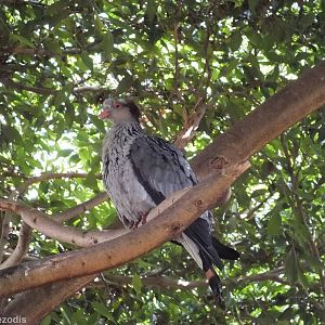 Topknot Pigeon in Walkthrough Aviary