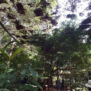 View in Walkthrough Aviary